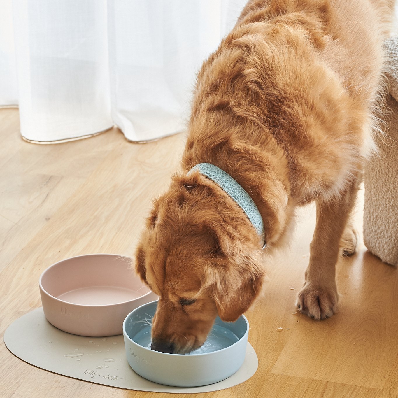 pet bowls
